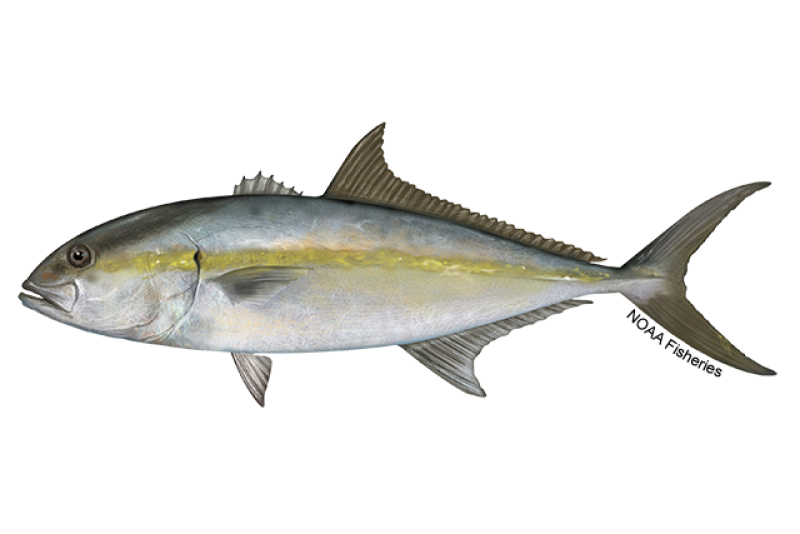 07399774-D652-4388-8E93-F0752B2ABAE2 AmberJack