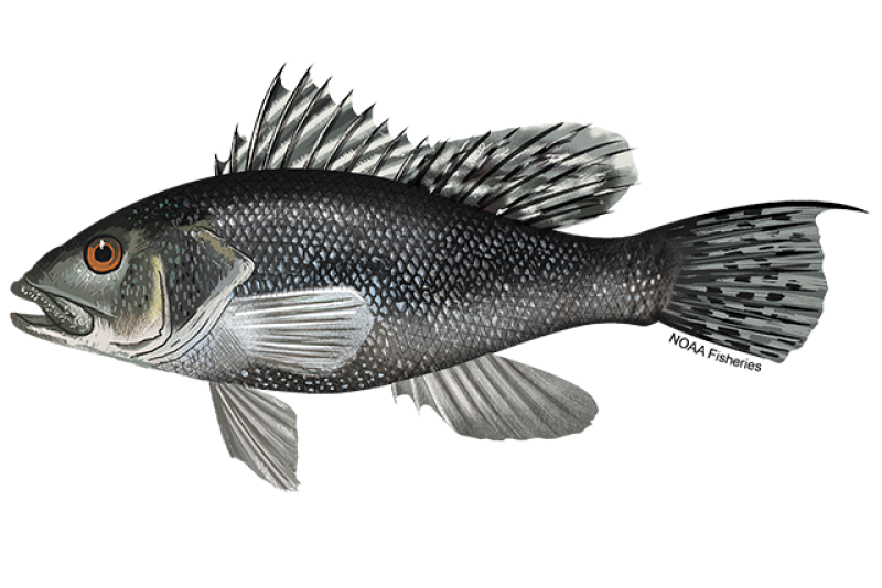1E8E8568-E079-4F1F-902A-98D470E45ECC Black Sea Bass