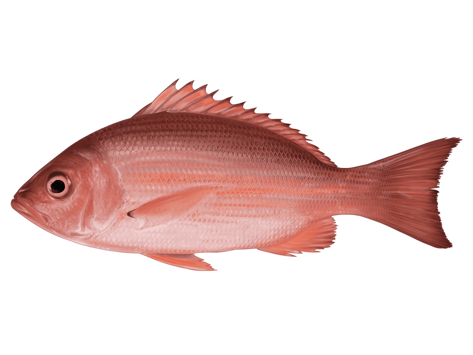 2FBB6BDC-26B8-4CB8-B2C5-C1579861A6FA Red Snapper