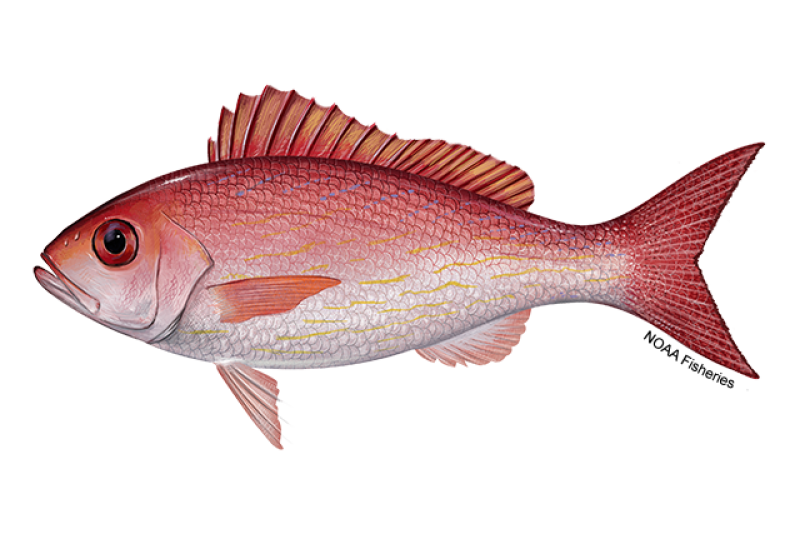 501B0E4B-5264-4F33-997B-5C972B0CD58A Vermillion Snapper