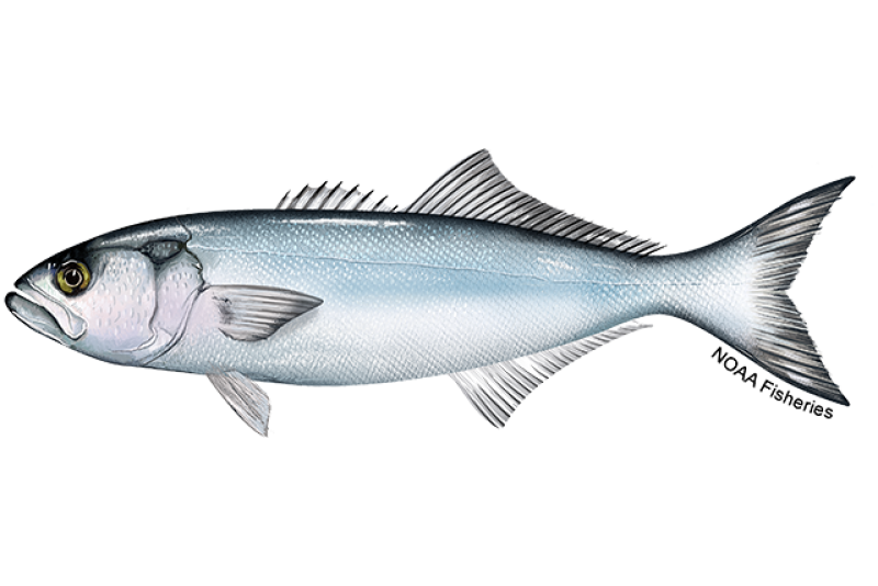 Blue fish
