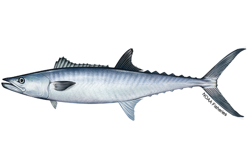 King Mackeral
