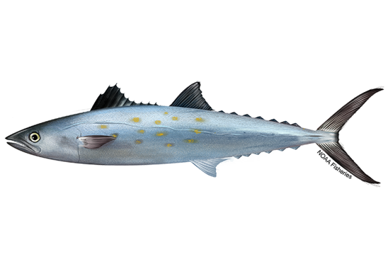 Spanish Mackeral