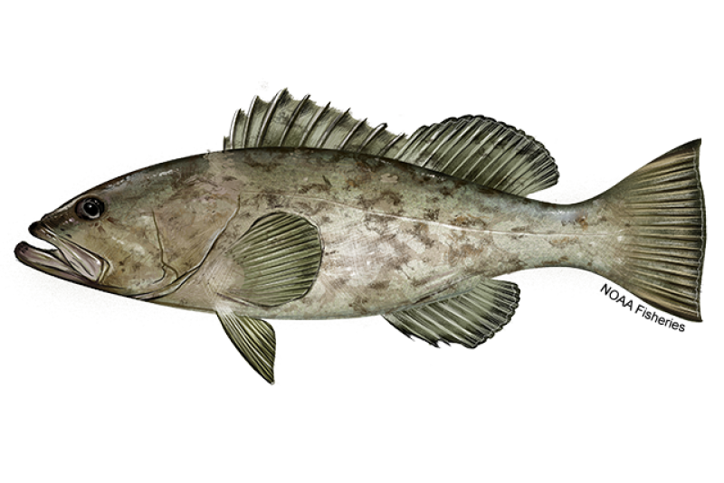 6BABF95C-B2C3-4E52-8802-7352A2AE8726 Grouper