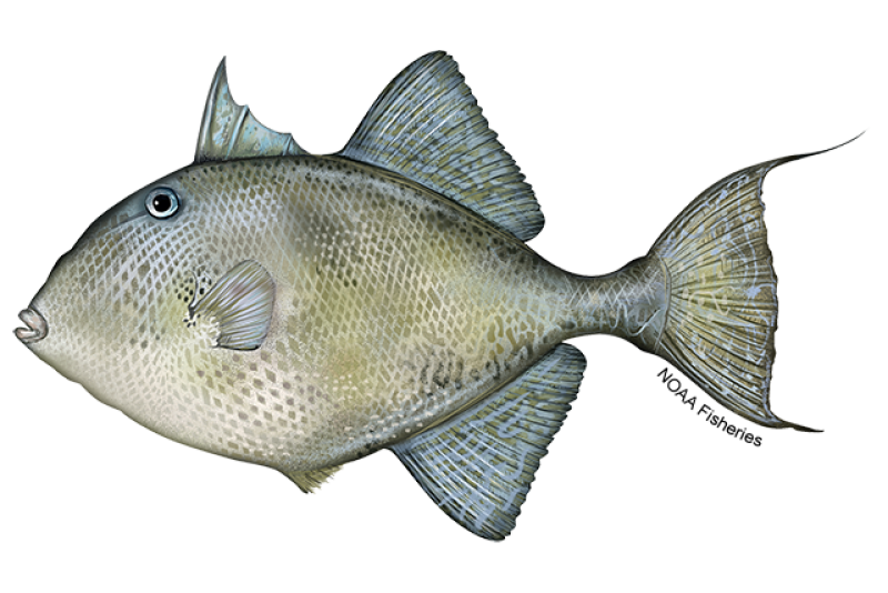 89039B18-B309-4997-A516-A0999655C070 Trigger Fish