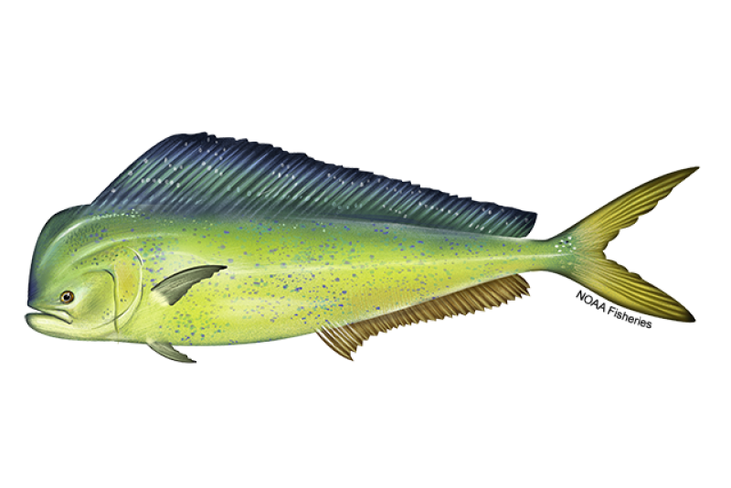 B7D2F32D-30EB-4743-ADD2-3803DAA5750B Mahi Mahi