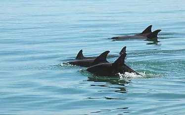 Dolphins at Cape Lookout