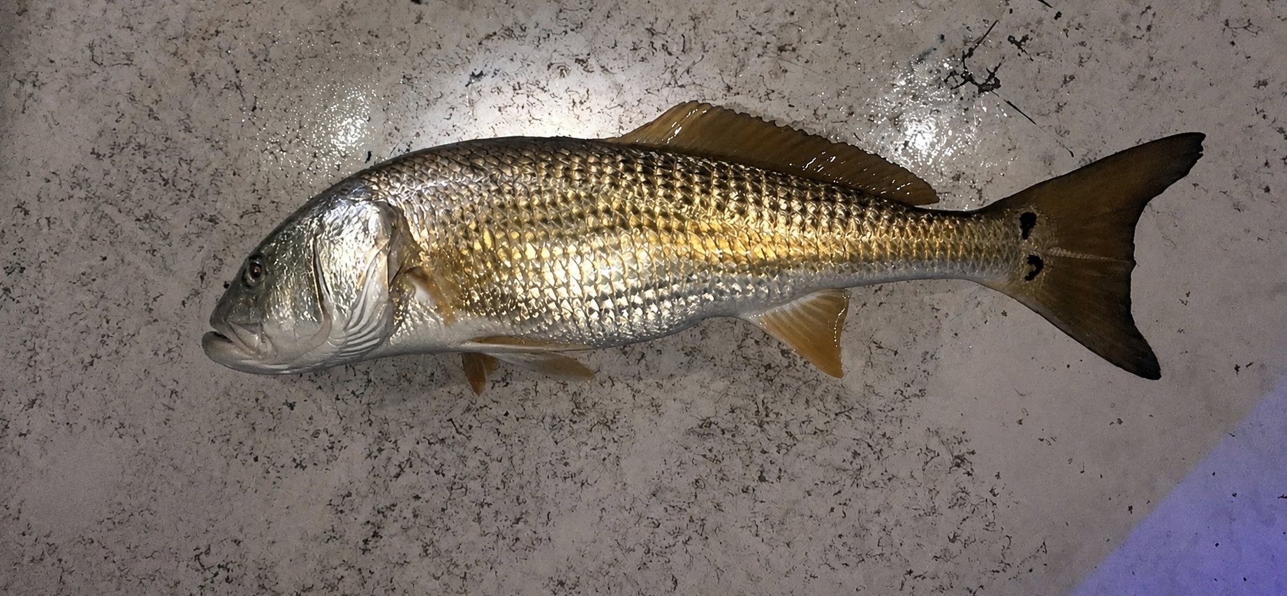EB7918FC-67A6-4513-B2DE-8B24A7AE0302 Red Drum