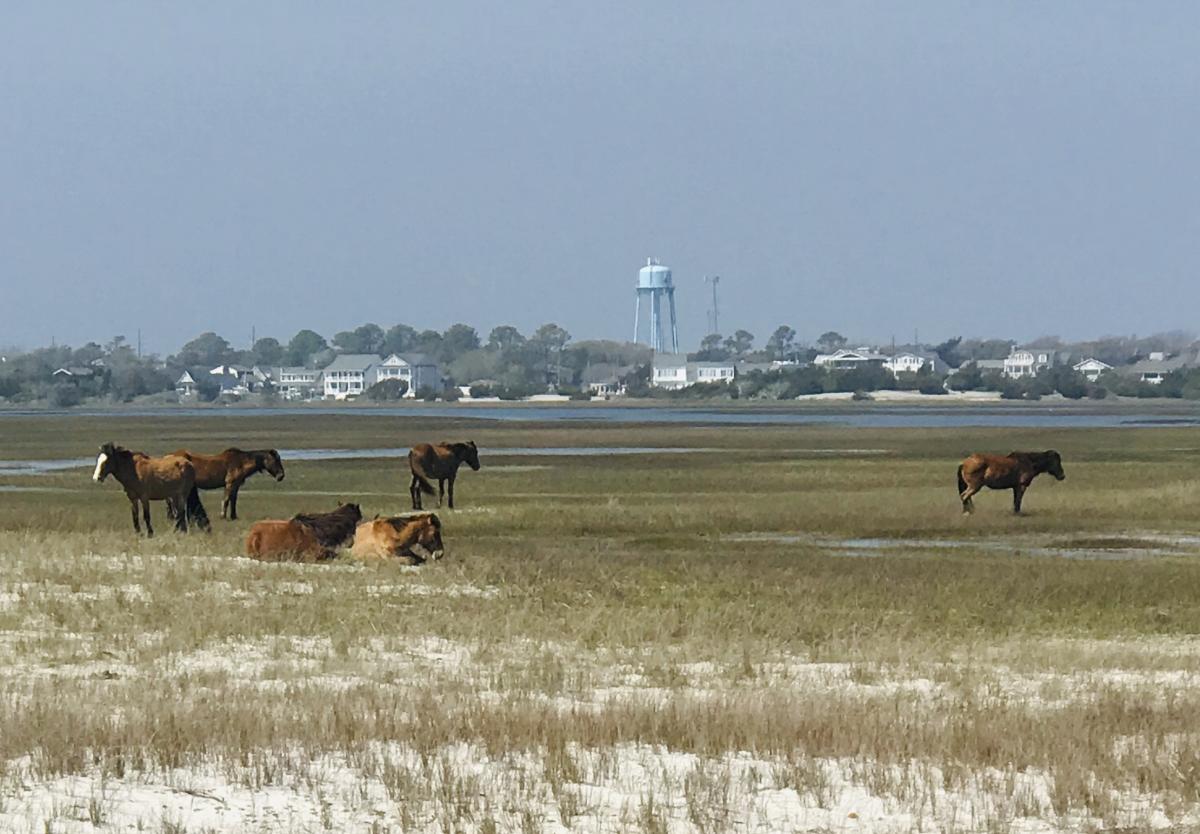 Wild Horses