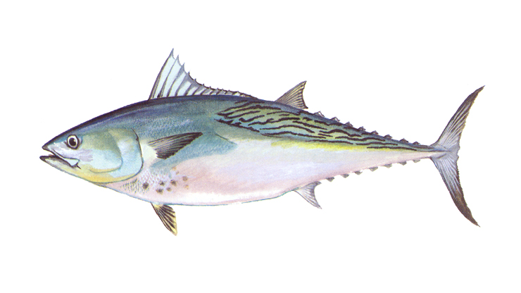 False Albacore