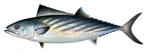Atlantic Bonito